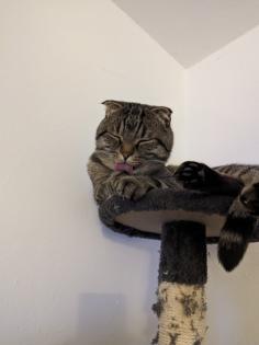 Kater schweren Herzens abzugeben