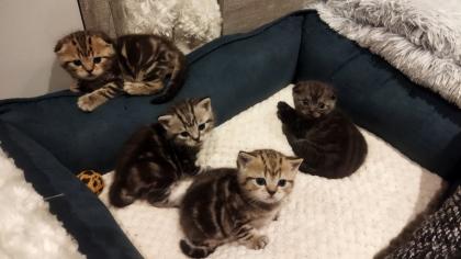 Verkaufe BKH Kitten