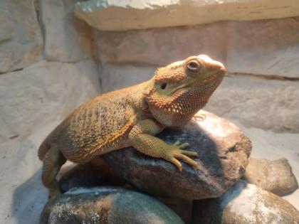 2 männliche Bartagame Pogona vitticeps suchen ein neues Zuhause, Einzelabgabe möglich