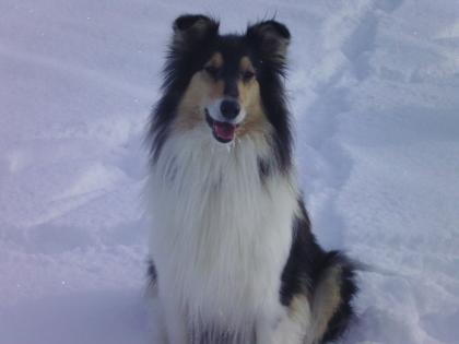 Colliewelpen mit Familienanschluss