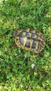 Griechische Landschildkröten