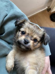 Chihuahua in Langhaar