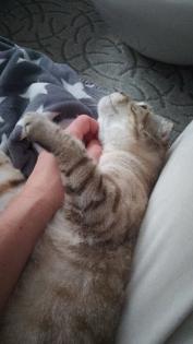Scottish Fold, 4 Jahre alt und kastriert