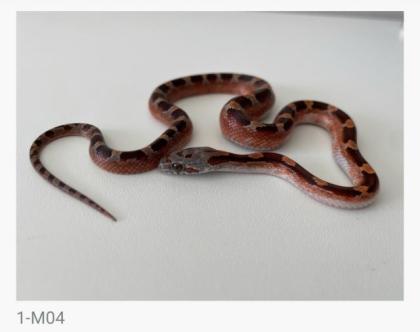 Bloodred Pied Sided het. Hypo Kornnattern Jungtiere Nachzuchten 2022