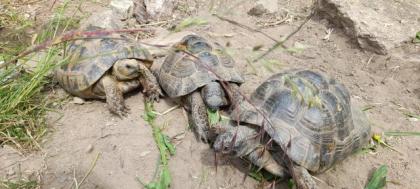 1. 4 maurische Landschildkröten