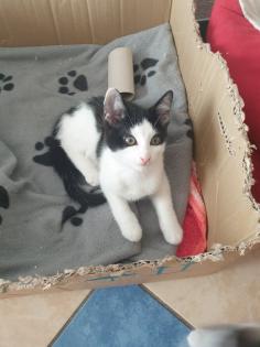Geschwisterpärchen Katzen Kinder