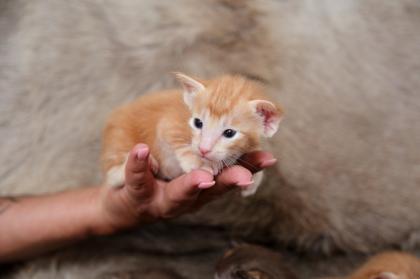 Ein bunter Haufen Orientalischer Kurzhaar Kitten von der zauberhaften Olivia chocolate Tricolour