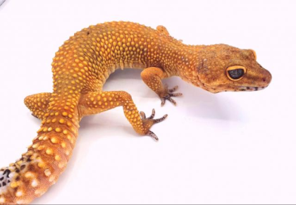 Leopardgecko Manderine Tangerine Weibchen von 2021