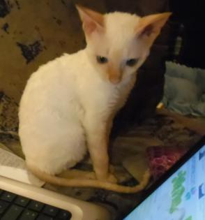 Cornish Rex lockenkatze-siammix für allergiker geeignet
