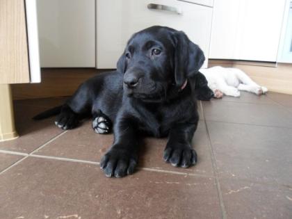 Labrador-Ridgeback Welpe mit Videos