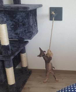 Abzugeben Sphynx kitten 2023