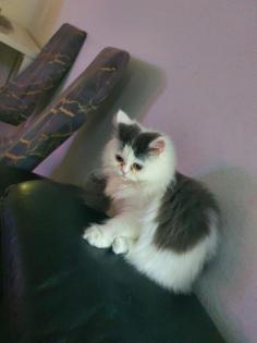 Perser/ Maine Coon Katze abzugeben
