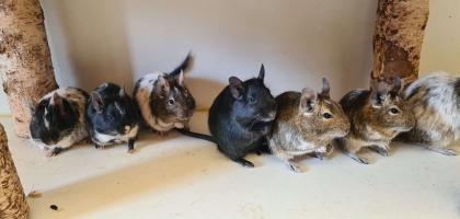 Degu Mädels suchen ein neues Zuhause