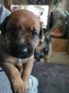 Welpen. Schäferhund Ridgeback