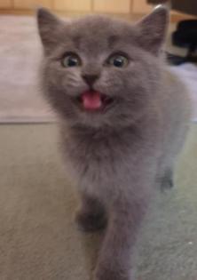 Britisch Kurzhaar Kitten