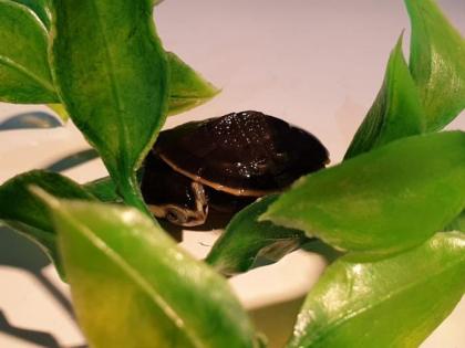 Wasserschildkrötennachwuchs zu verkaufen