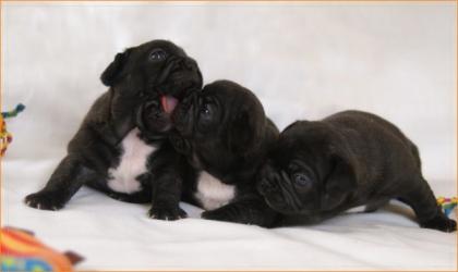 Franzoesische Bulldogen
