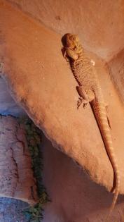 Terrarium mit bartagame XXL