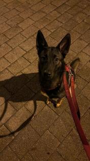 Malinois Hündin / 8 Monate