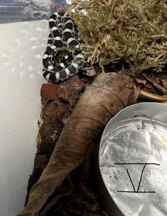 Kornnatterbabys