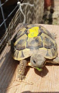 Griechische Landschildkröten NZ 2022