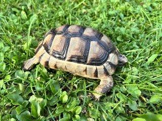 Schildkröten 2 Breitbandschildis abzugeben