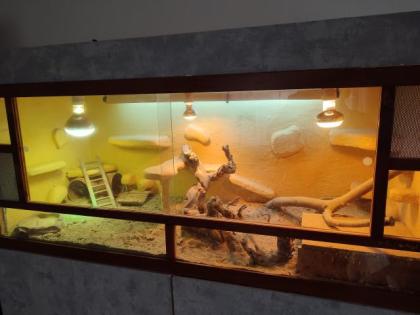 Bartagame mit Terrarium und Unterschrank