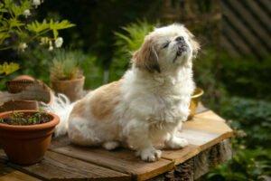 OPI ROCKY - männlich ca. 13 Jahre 20 cm 5. 6 kg Tibet-Spaniel Gechipt Kastriert