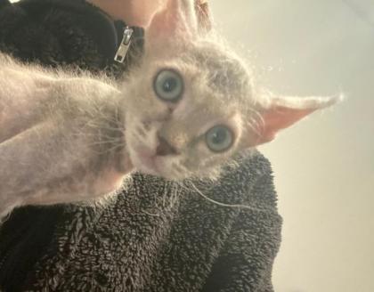 Sphynx Kitten, männlich.