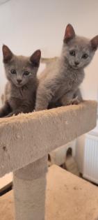 Russisch blau Kitten reinrassig 20. 11. 2024