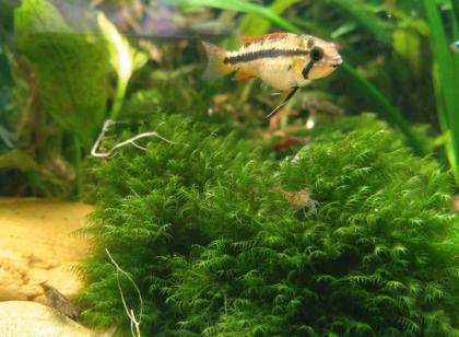Fissidens fontanus Phönixmoos