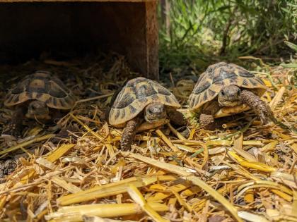 Griechische Landschildkröten Testudo hermanni Nachzuchten aus 2019, 2021 und 2022