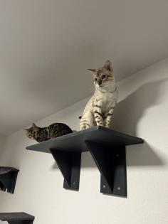 Bengal Paar Katze/Kater