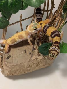 Leopardgecko aus Rostock 24. 11. 2024