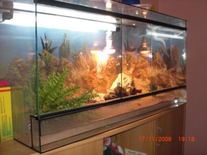 Bargagarm Terrarium GÜNSTIG DRIGEND abzugeben .