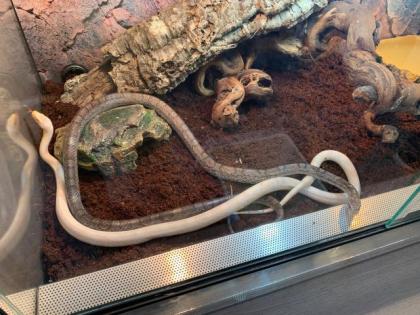 3 Kornnattern ohne Terrarium
