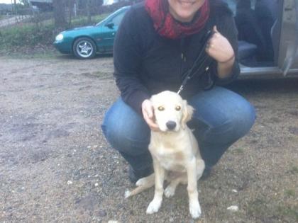 Golden Retriver