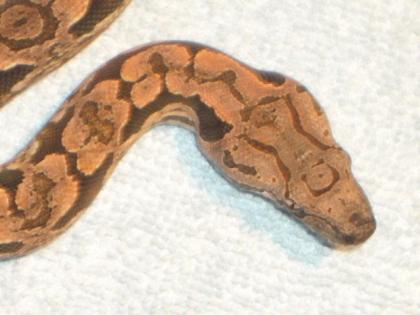 Südl. Madagaskarboa Acrantophis dumerili ENZ 2021, 2021, 2021