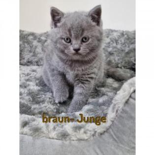 Kitten ab Oktober abzugeben
