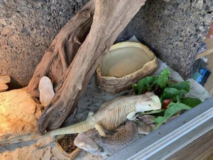 2 Bartagamen männl. und weibl. Terrarium Zubehör Deko VB