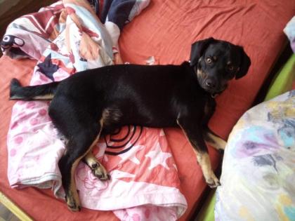 Spürnase sucht neues zu Hause