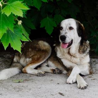 Markos sucht ein Zuhause