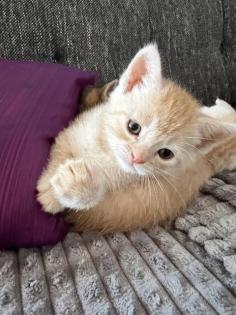 BKH Kitten Mix