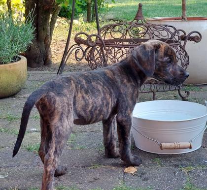 Ridgeback Labrador Welpen
