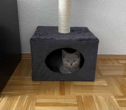 BKH Kitten Blue Katzenbaby grau