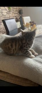 Kleines Bkh Mix Katerchen sucht zu Hause