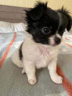 Chihuahua Weibchen sucht ein Zuhause