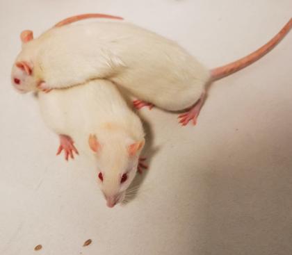 Süße Albino Ratten zu vergeben