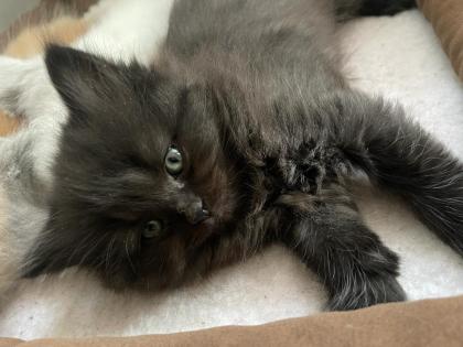 BKH/BLH/Perser Kitte