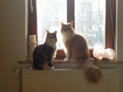 2 Maincoon-Katzen suchen ein neues Zuhause